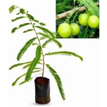 Natural Amla Plant